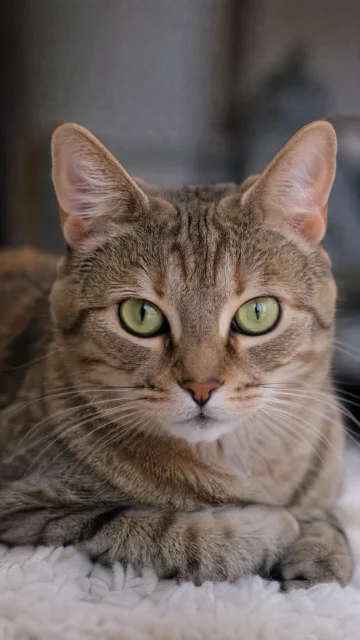 猫咪凝视写实手机壁纸