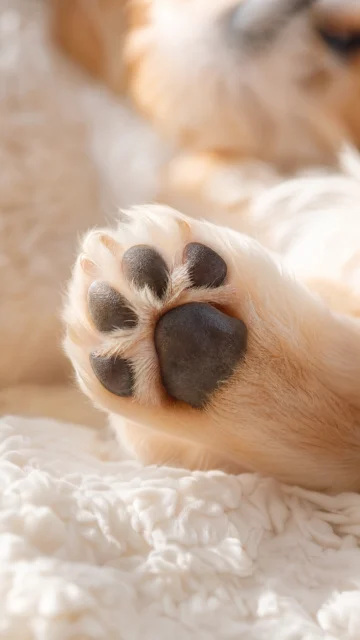 狗狗萌爪写实手机壁纸