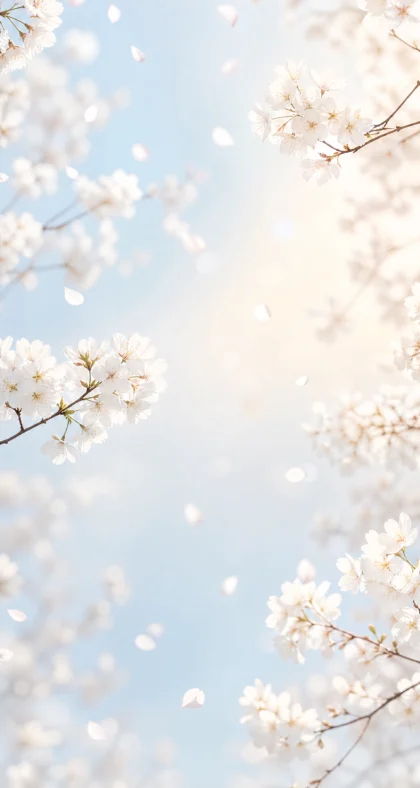 白色樱花清新平板壁纸