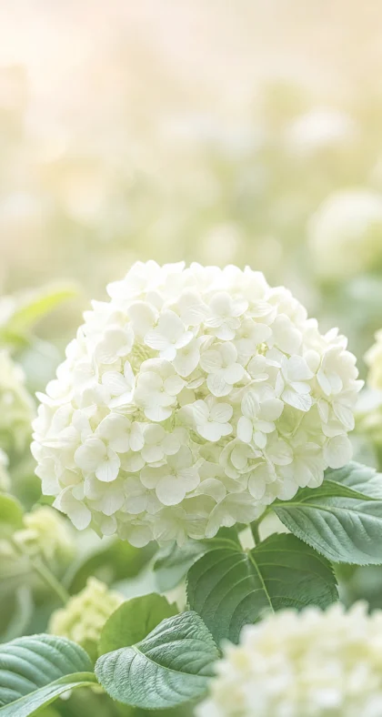 白色绣球花清新平板壁纸