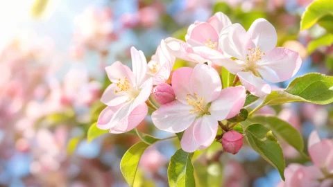 清晨花影写真桌面壁纸