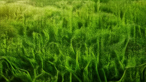 清新草坪纹理桌面壁纸