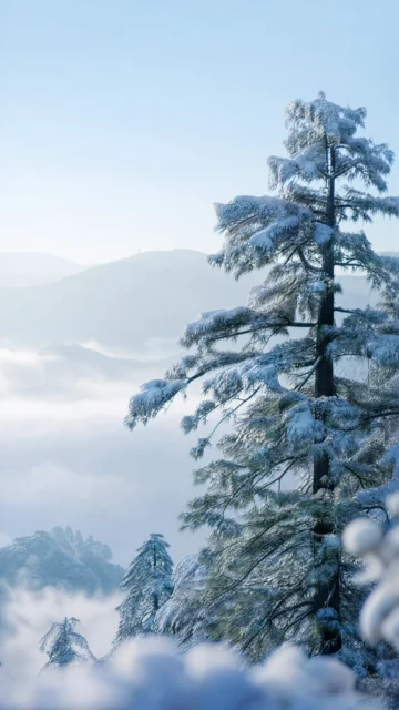 雪松冬日静景手机壁纸