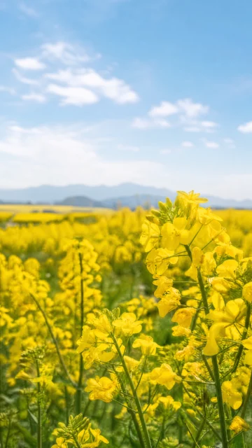 春日油菜花田手机壁纸