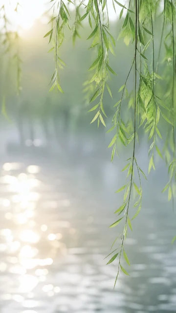 晨风柳枝手机壁纸