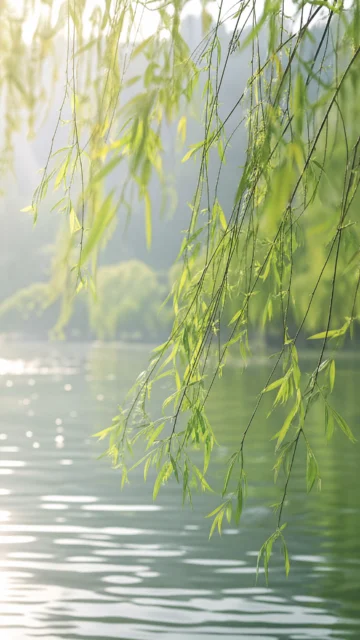 春风柳枝手机壁纸