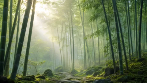 竹林清幽桌面壁纸