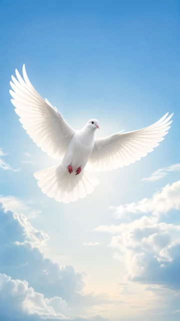 晨光中的白鸽手机壁纸