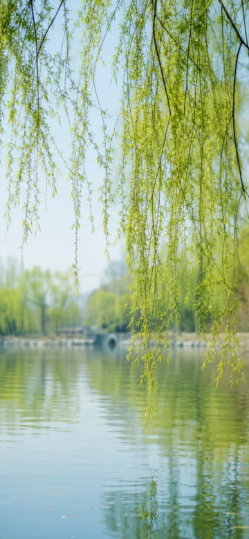 垂杨柳春日河畔手机壁纸