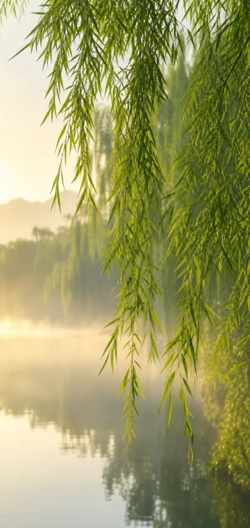 清晨垂杨柳手机壁纸