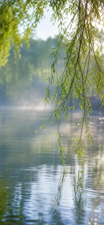 柳枝轻拂春日湖畔手机壁纸