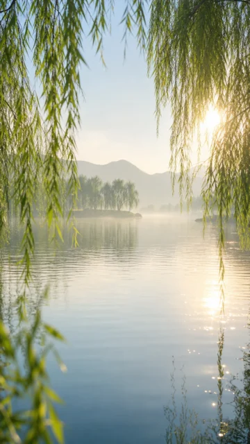 湖畔垂柳清晨手机壁纸