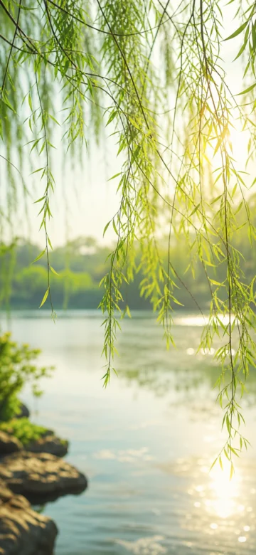 柳丝飘摇春日湖畔手机壁纸