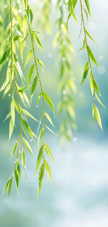 清新柳叶手机壁纸