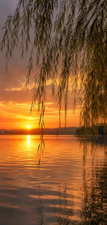 夕阳垂柳湖畔手机壁纸