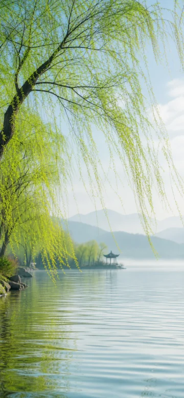 春风拂柳手机壁纸