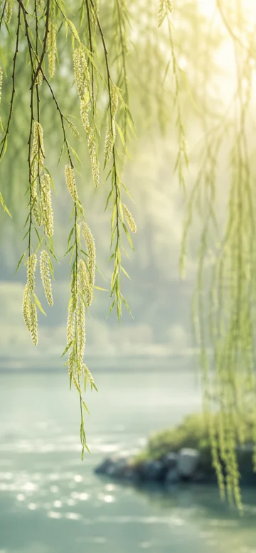 柔美柳丝春日手机壁纸