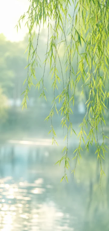 青绿柳梢手机壁纸