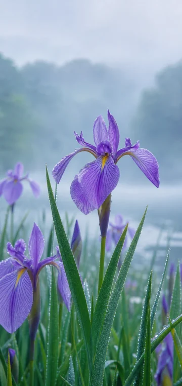 晨雾紫菖蒲手机壁纸