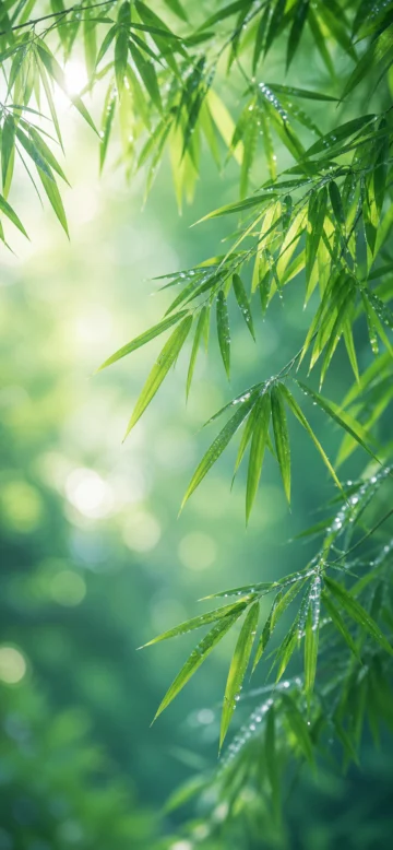 青竹叶清新手机壁纸